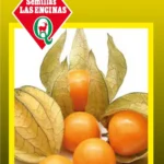 Semillas de Physalis (Linterna China)