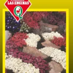 Semillas de Alysum Colores Variados