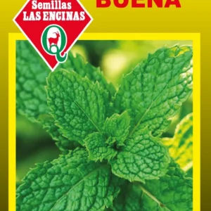 Semillas de Zapallo Italiano Redondo Verde Oscuro - Sobre para Huerto
