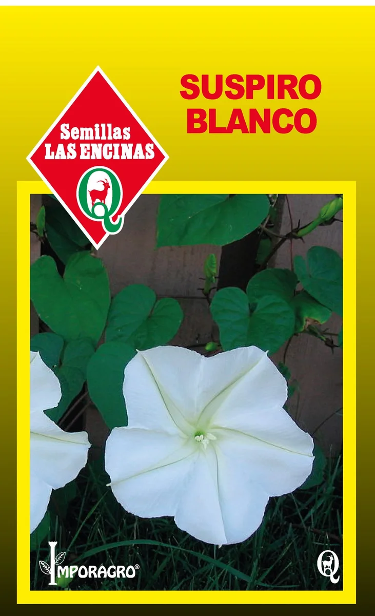 Semillas de Suspiro Blanco