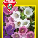 Semillas de Campanula (Farolito) - Sobre para Huerto