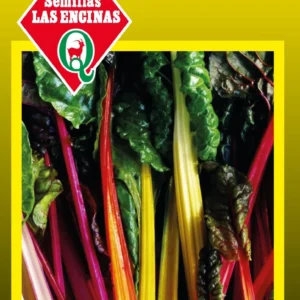 Semillas de Acelga Mezcla De Colores