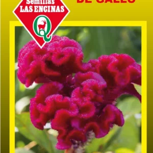Semillas de Celosia Cresta De Gallo