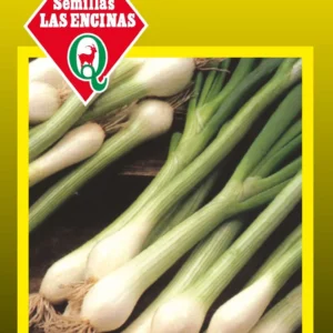 Semillas de Cebollin para Tierno - Sobre para Huerto - Calidad Tradicional para Huerto en Chile