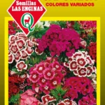 Semillas de Clavelina Japonesa Colores Variados - Sobre para Huerto