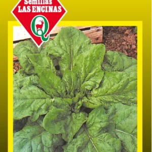 Semillas de Espinaca - Sobre para Huerto - Calidad Tradicional para Huerto en Chile