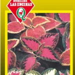 Semillas de Coleus Colores Variados