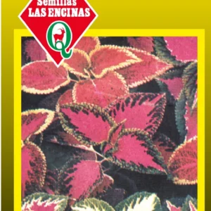 Semillas de Coleus Colores Variados