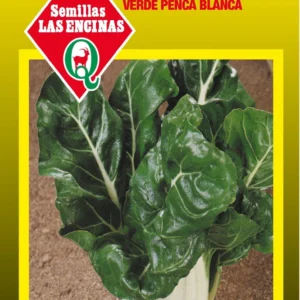 Semillas de Acelga Verde Penca Blanca