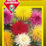 Semillas de Dalia Cactus