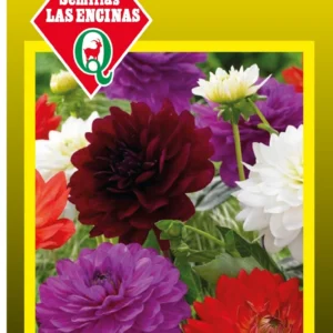 Semillas de Dalia Decorativa - Sobre para Huerto - Calidad Tradicional para Huerto en Chile