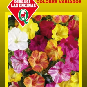 Semillas de Diego de la Noche Colores Variados - Sobre para Huerto - Calidad Tradicional para Huerto en Chile