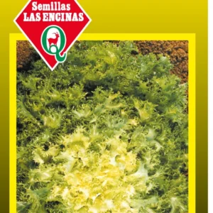 Semillas de Achicoria Corazón De Oro