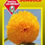 Semillas de Girasol Sungold