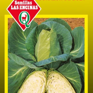 Semillas de Repollo Corazon de Buey - Sobre para Huerto - Calidad Tradicional para Huerto en Chile
